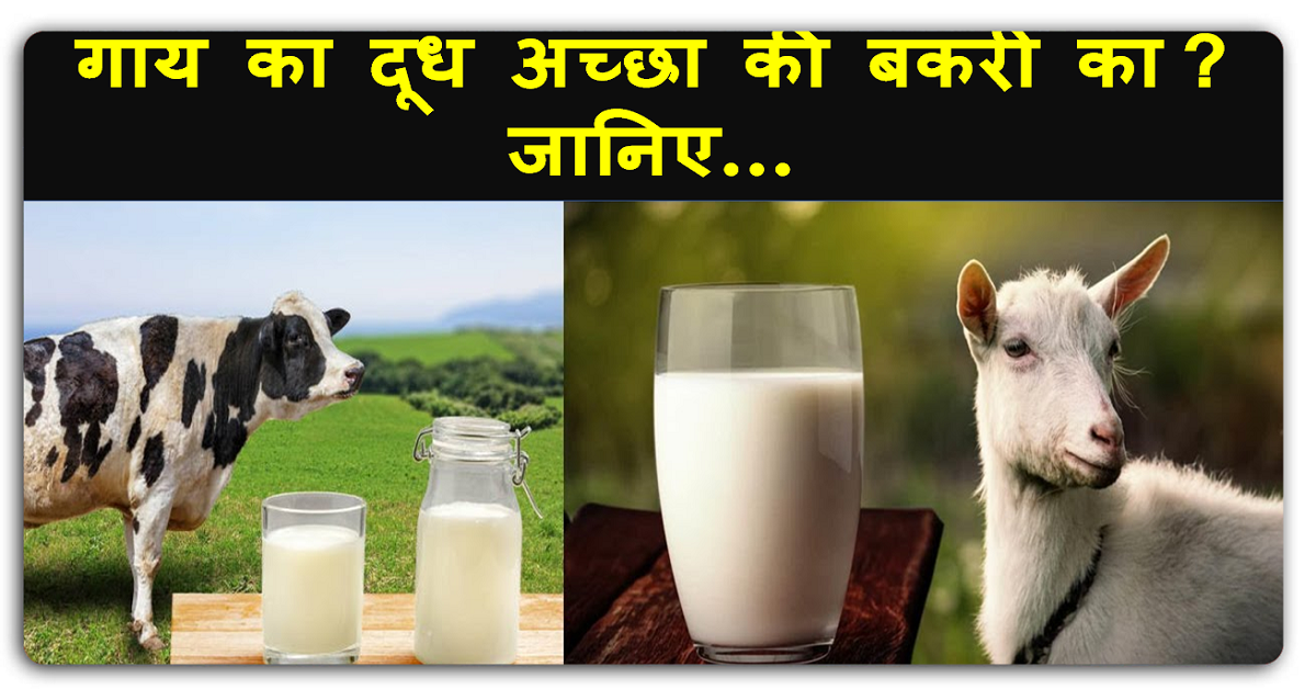 गाय और बकरी के दूध में क्या है अंतर, जानिए किसका दूध पीना बेहतर है….