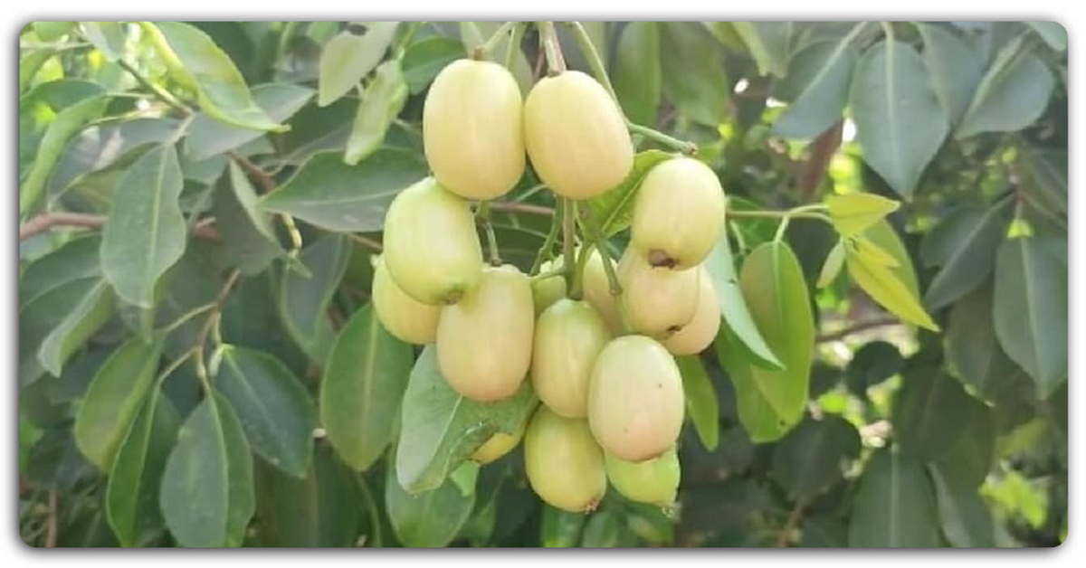 महाराष्ट्र का किसान ओडिशा से 300 पौधे लाया, मात्र एक एकड़ में फल की फसल से बम्पर मुनाफा हुआ