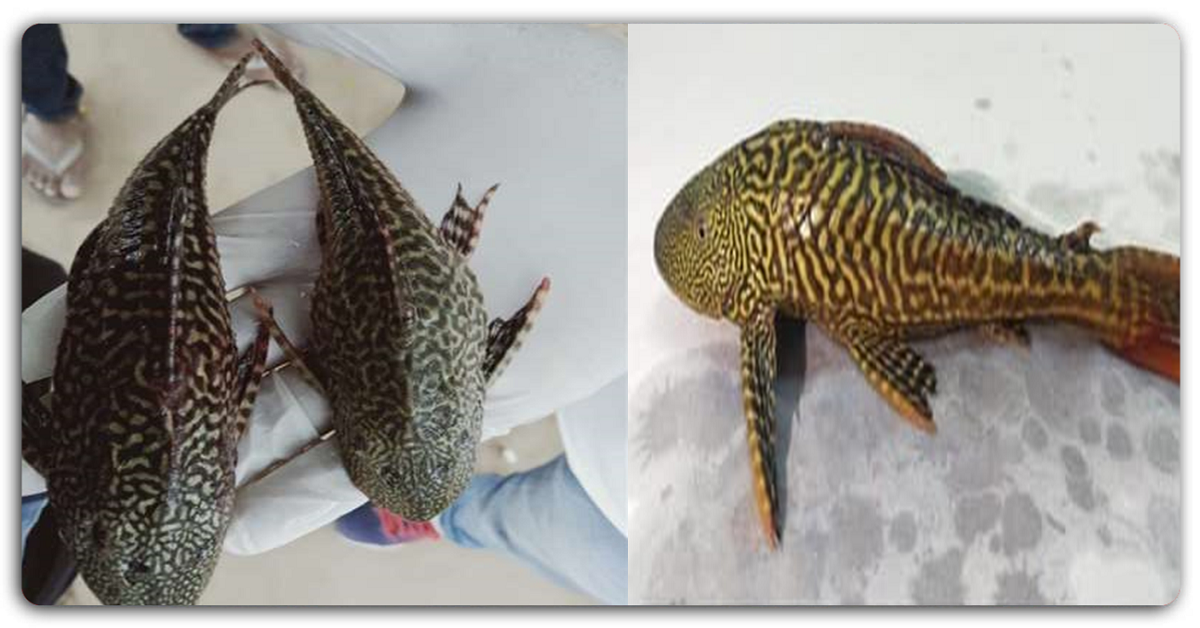 वाराणसी: गंगा में मिली साउथ यूएस में पाई जाने वाली मछली, वैज्ञानिकों को सता रहा ये डर
