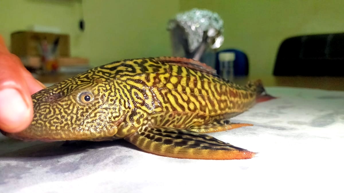 वाराणसी: गंगा में मिली साउथ यूएस में पाई जाने वाली मछली, वैज्ञानिकों को सता रहा ये डर